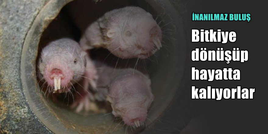 Oksijensiz yaşam konusunda müthiş buluş