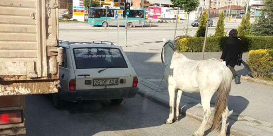 Eskişehir'de hayvan severler bu atın sahibini arıyor