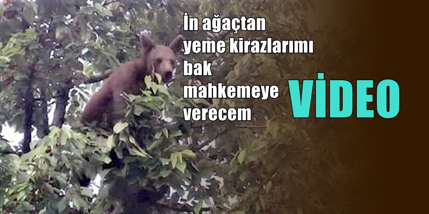 Bursalı çiftçinin kiraz yiyen ayı görüntüleri sosyal medyayı salladı