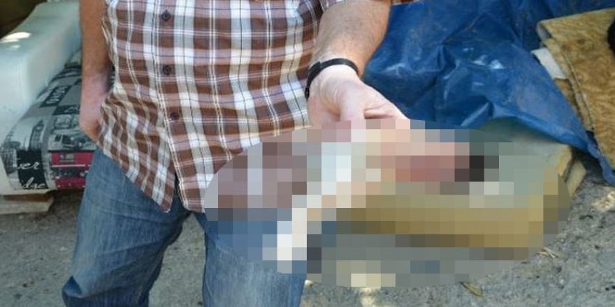 İzmir'de kedi vahşeti