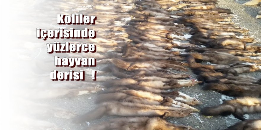 Kargo kamyonu kontrolünde şok yaşadılar