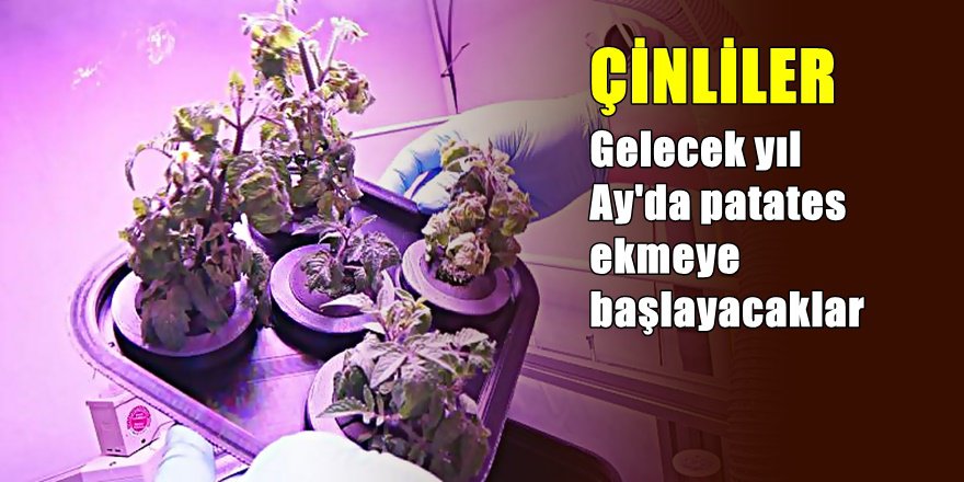 Çinliler Ay'da tarım yapmaya başlıyor