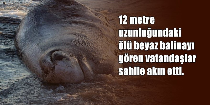 Akdeniz'de dev balina karaya vurdu