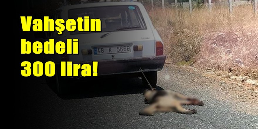 Muğla'da köpeğe işkence eden sahibine 300 lira para cezası
