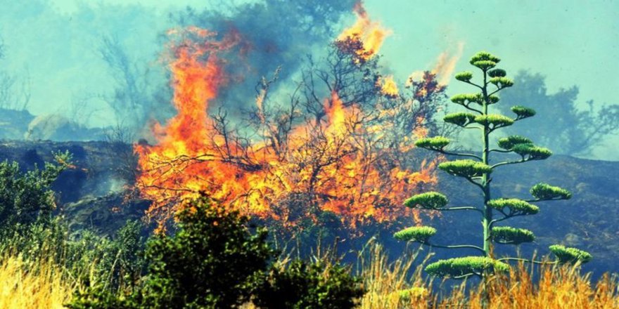 Bodrum'da orman yangını büyüyor