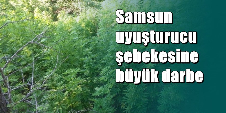 Samsunda "Esrar Tarlalarına" operasyon