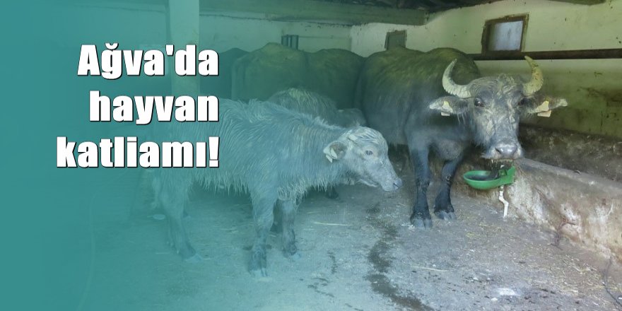 Ağva'da mandaların kafalarını kesip gövdelerini kaçırdılar