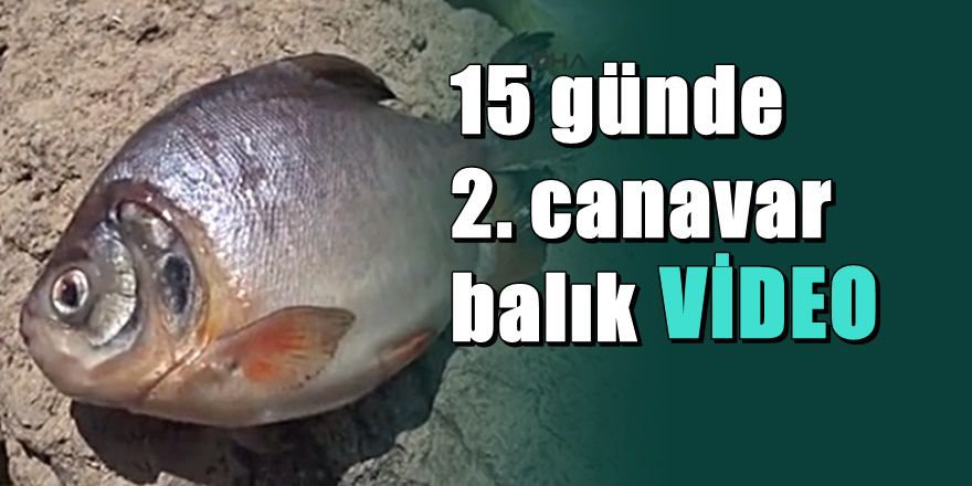 Kızılırmak'ta 2. Pirana paniği