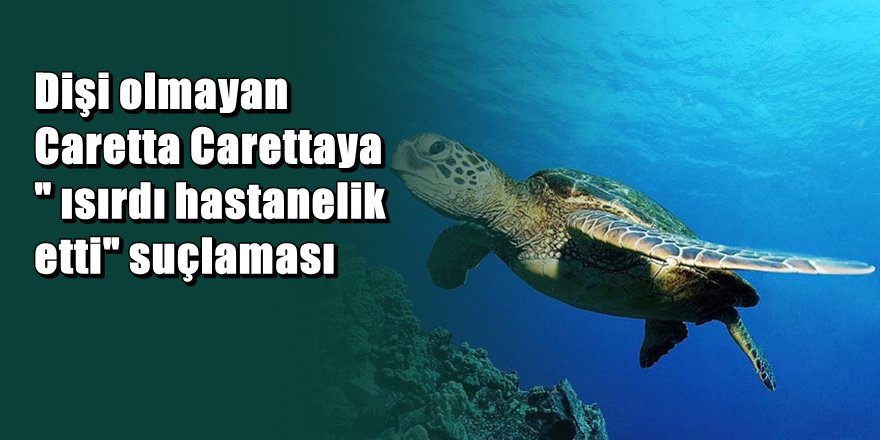 Bodrum'da Deniz Kaplumbağalarına kumpas mı kuruluyor ?