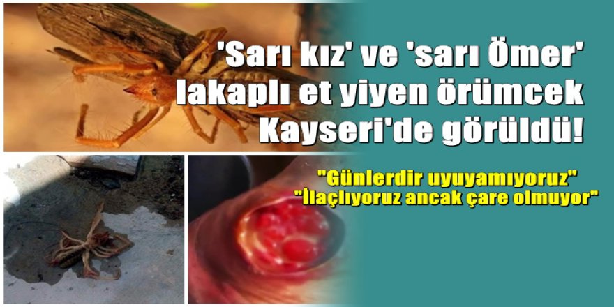 Et yiyen örümcek Kayseri'de görüldü