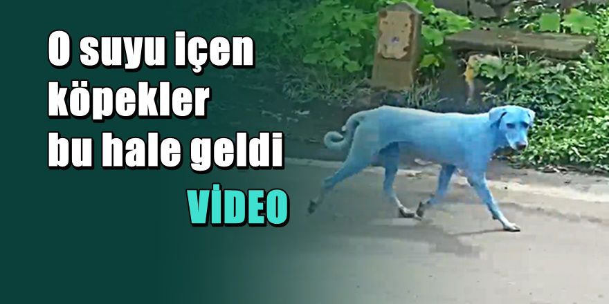 Dünya bu ' Mavi Köpekleri ' konuşuyor