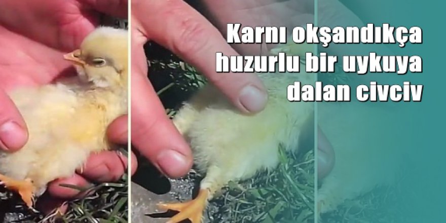 Karnı Okşandıkça Huzurlu Bir Uykuya Dalan Civciv