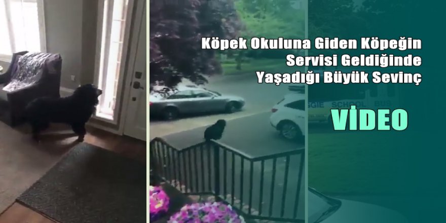 Köpek Okuluna Giden Köpeğin Servisi Geldiğinde Yaşadığı Büyük Sevinç
