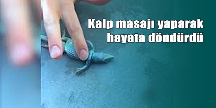 Kertenkeleye Kalp Masajı Yaparak Hayata Döndüren Adam