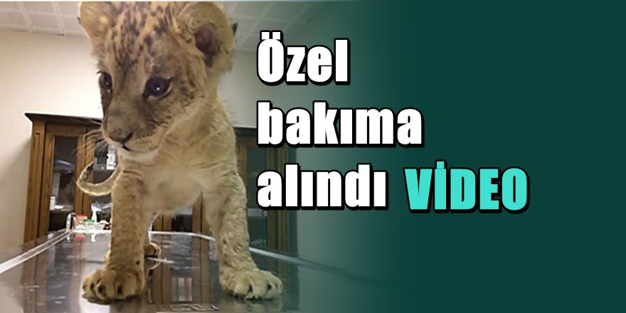 Bu ' Yavru Aslan ' yol kontrolü sırasında araçtan çıktı