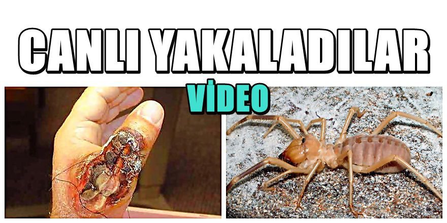 Konya'da ' Et yiyen örümcek ' paniği