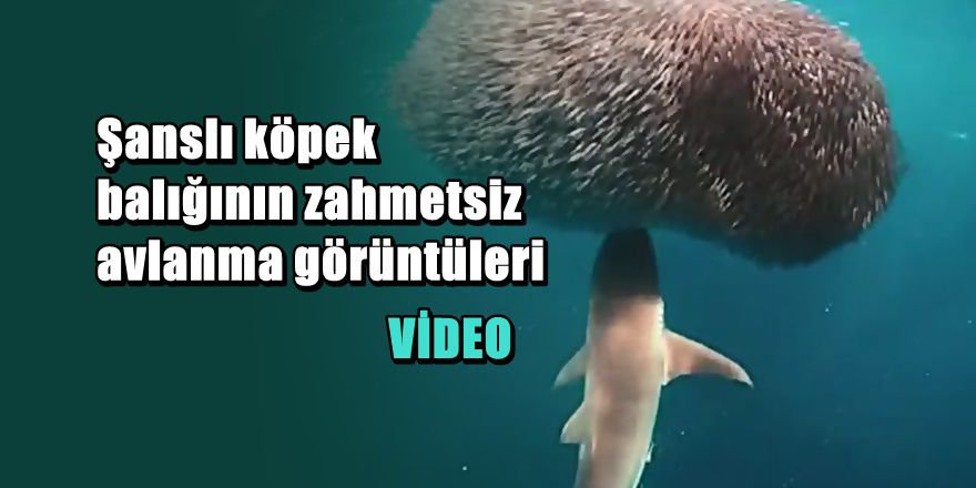 Köpek balığının avlanma görüntüleri rekor kırdı