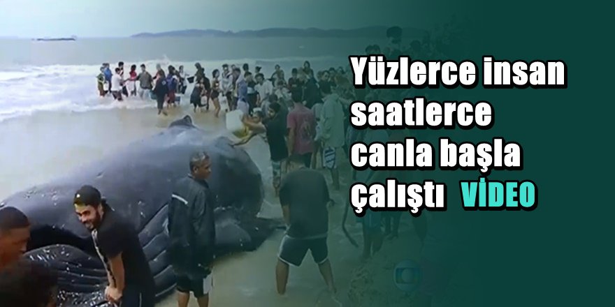 15 tonluk karaya vuran dev balinanın kurtarılma görüntüleri