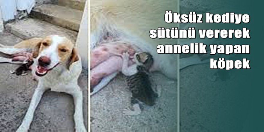 Öksüz kediye sütünü vererek annelik yapan köpek