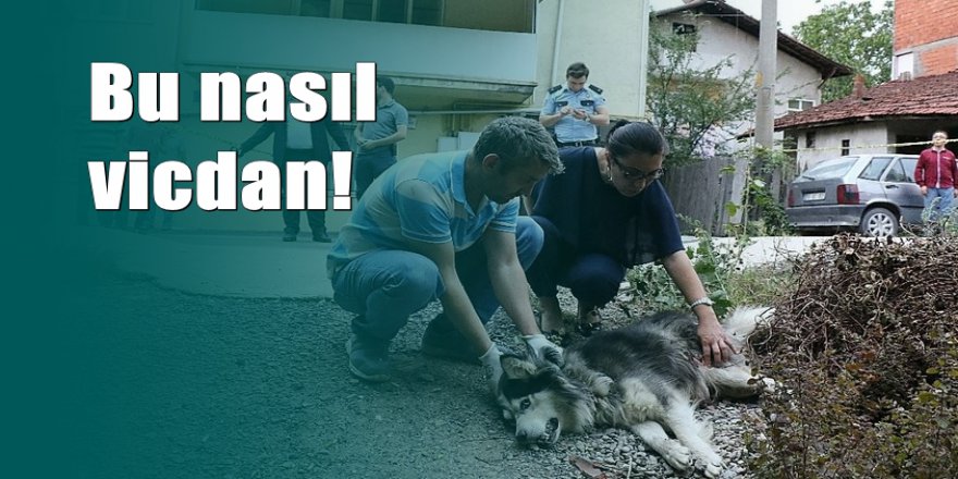 Evinin karşısına tuvaletini yapan köpeği ve sahibini vurdu