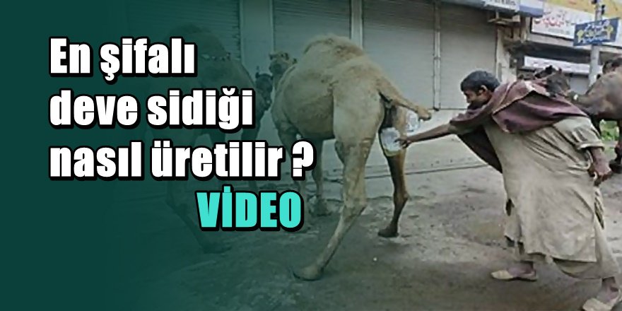 Deve sidiğinin' Hükmü 'nedir