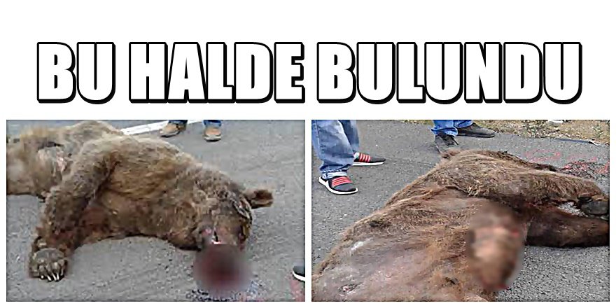 Koruma altındaki ayıyı böyle öldürdüler