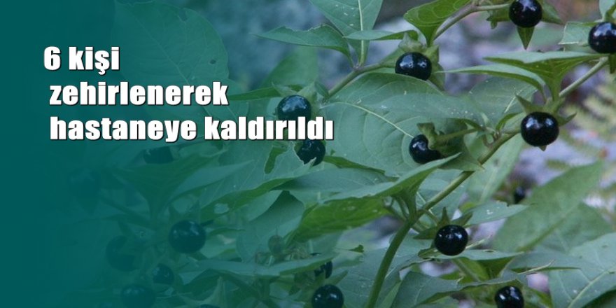 Düzce’de 'güzel hatun' 6 kişiyi hastanelik etti