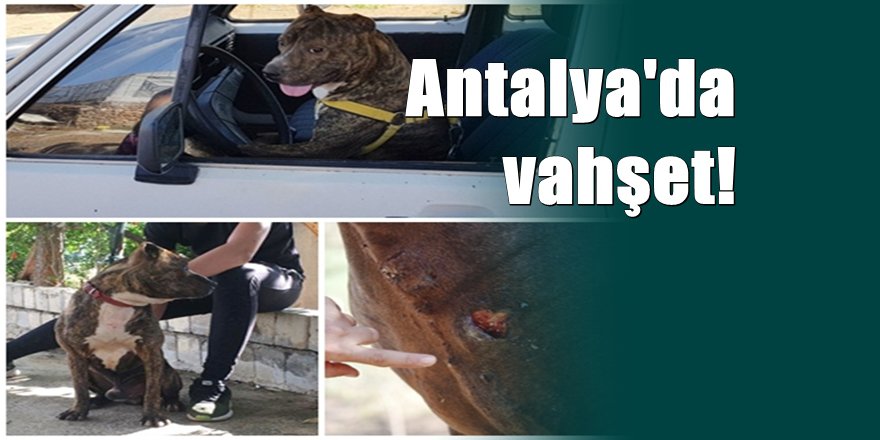 Antalya'da vahşet: Atına saldıran köpeği otomobili ile ezdi