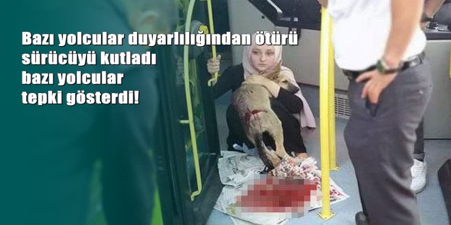 Otobüs şoförü çarptığı köpeği veterinere yetiştirdi
