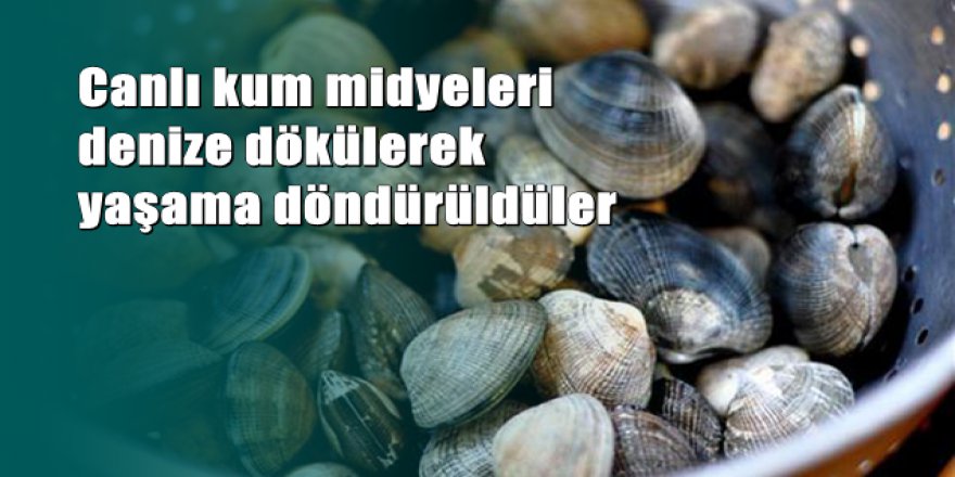 Çanakkale’de 10 ton akivadese el konuldu