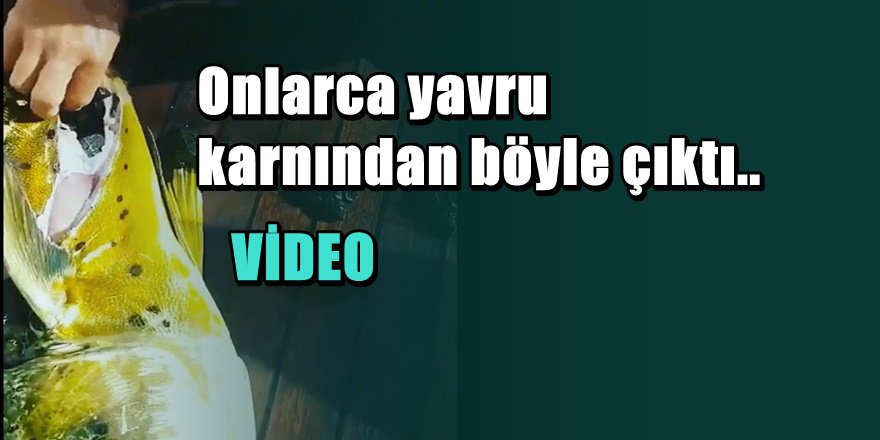 Deniz Kaplumbağası yavrularının katili böyle yakalandı