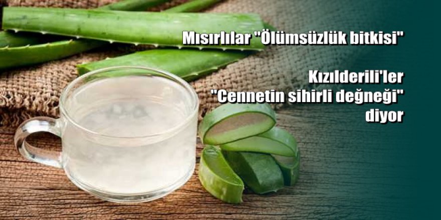 Mısırlıların ölümsüzlük bitkisi dediği Aloe Vera'nın mucizesi ne?