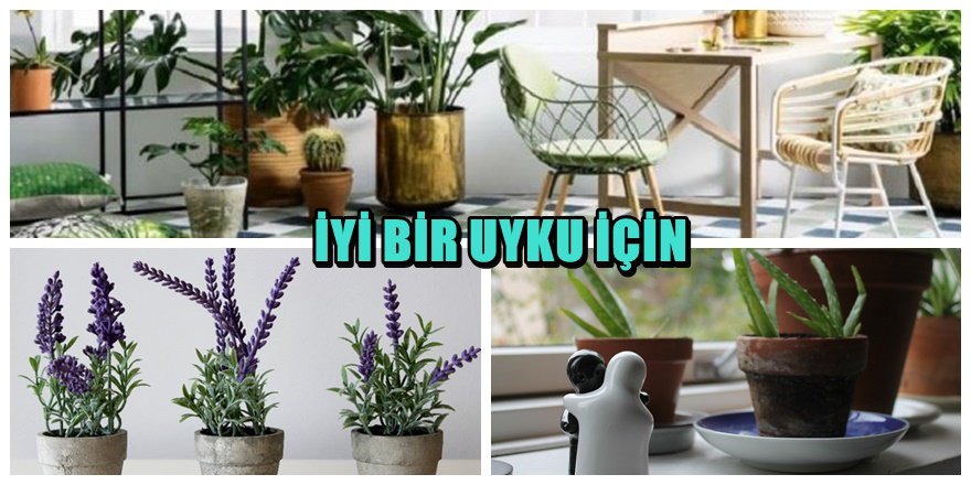 Daha iyi bir uyku için yatak odası bitkileri