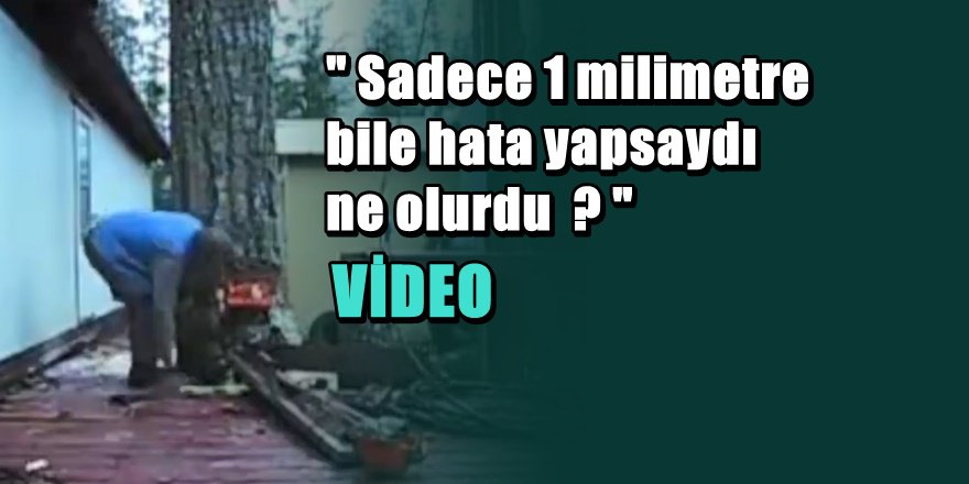 Dünyanın en usta ağaç kesen adamı