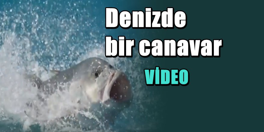 Havadaki kuşu yutan deniz canavarı