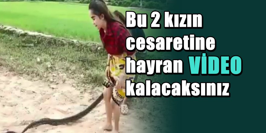 Dev yılanı yakalayan 2 genç kızın nefes kesen görüntüleri