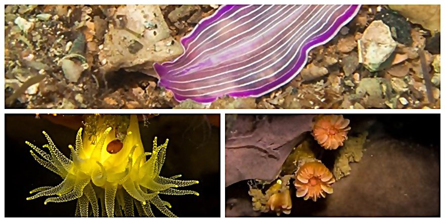 Ayvalık dalış noktalarından büyüleyici fotoğraflar