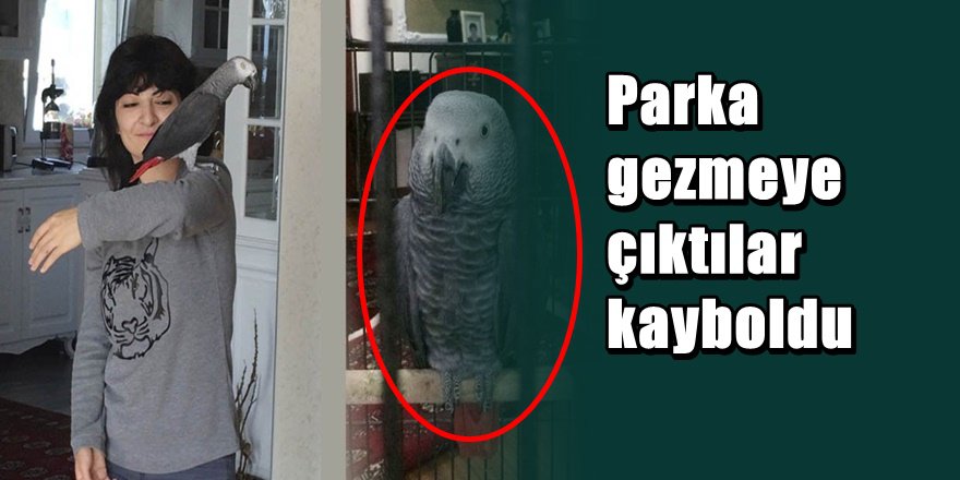 Antalya'da kaybolan papağanı bulana ödül