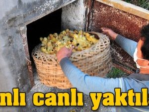 Canlı canlı yaktılar!