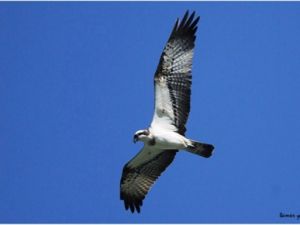 Bizim taşımızla bizim kuşumuzu vurmayın!