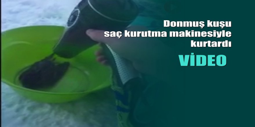 Donmuş kuşu saç kurutma makinesiyle kurtardı