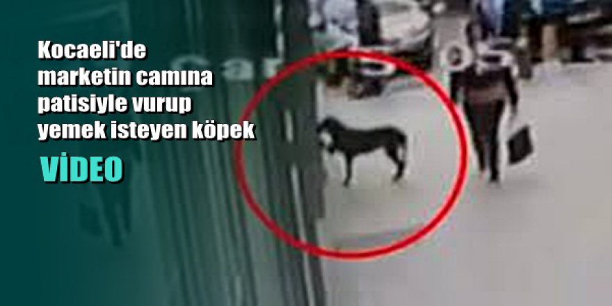Marketin Camına Patisiyle Vurup Yemek İsteyen Köpek