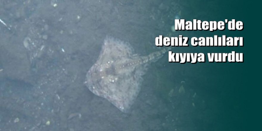 İstanbul'da onlarca vatoz ve kalamar kıyıya vurdu!