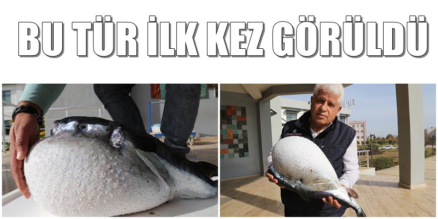 Antalya körfezinde ilk kez tutulan bu balık korkuttu