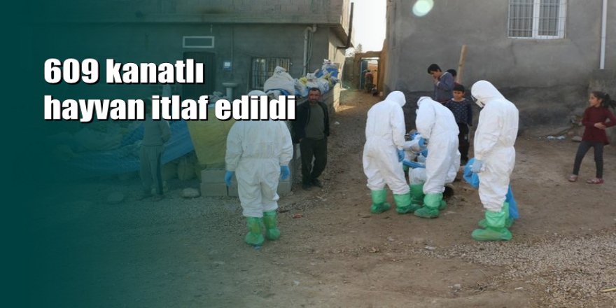 Mardin’de kuş gribi vakası