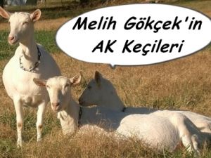 GÖKÇEK KEÇİLERİ KAÇIRACAK