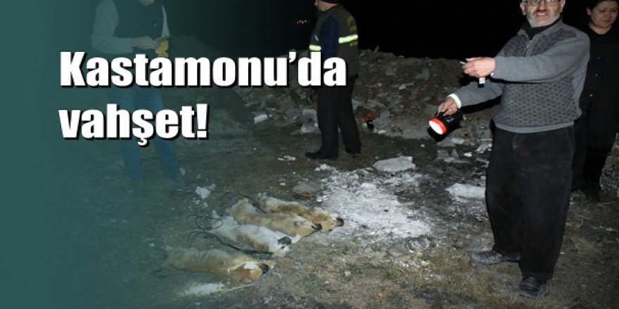 Kastamonu'da tel örgülerle boğulmuş yavru köpekler bulundu