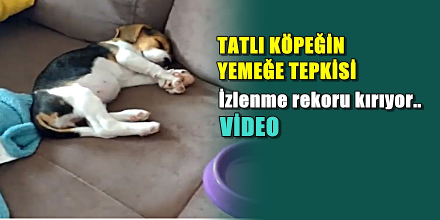 Yavru köpek izlenme rekoru kırıyor