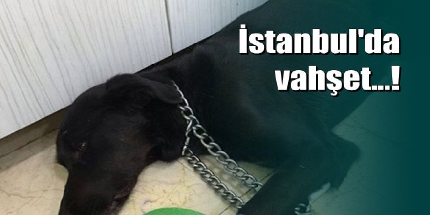 İstanbul'da vahşet: Sokak köpeğinin makatına silikon sıkıldı