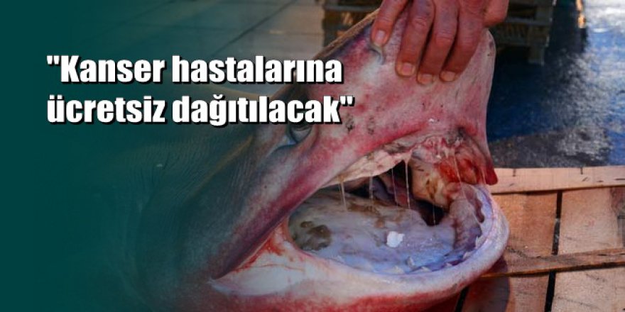 Mersin'de dev köpek balığı, balıkçıların ağına takıldı